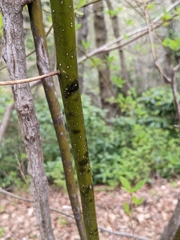 Lindera umbellata