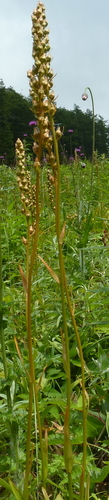 Aletris foliata, photograph 1