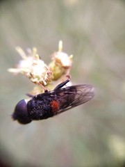 Palpada rufoscutellata