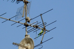 Psittacula krameri