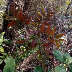 Pistacia × saportae