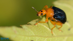 Tomapoderus ruficollis