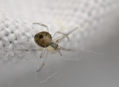 Paidiscura pallens