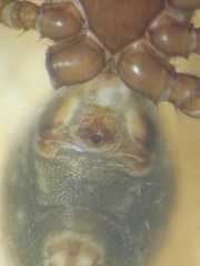 Steatoda cingulata