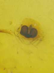 Steatoda cingulata