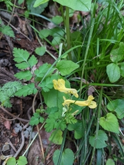 Corydalis pallida tenuis