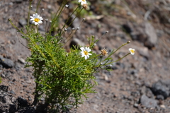 Argyranthemum frutescens parviflorum