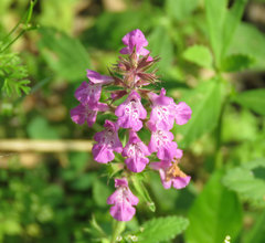 Stachys drummondii