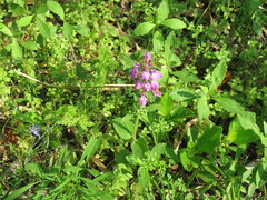 Stachys drummondii