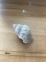 Rapaninae