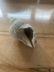 Rapaninae