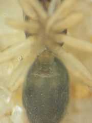 Phintella bifurcilinea