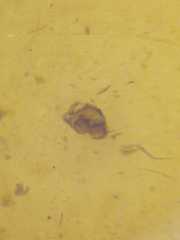 Phintella bifurcilinea
