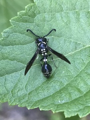 Zethus spinipes variegatus