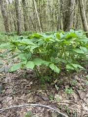 Scopolia caucasica