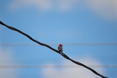 Pyrocephalus rubinus piurae