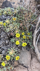 Eriogonum caespitosum