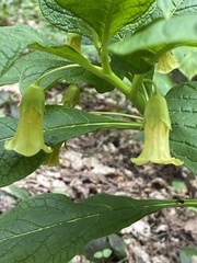 Scopolia caucasica