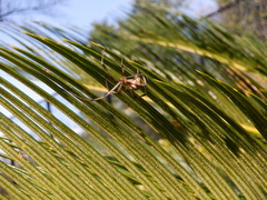 Latrodectus geometricus
