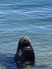 Zalophus californianus