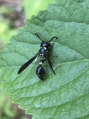 Zethus spinipes variegatus