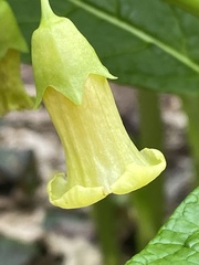 Scopolia caucasica