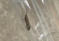 Limnephilus auricula