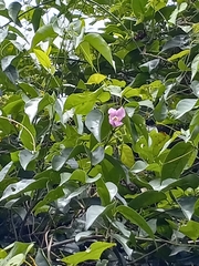 Bignonia aequinoctialis