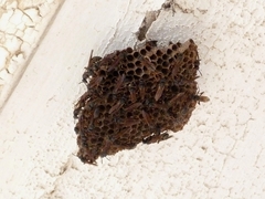 Mischocyttarus cassununga