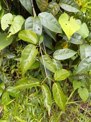 Bignonia aequinoctialis