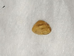 Kaliella