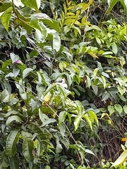 Bignonia aequinoctialis