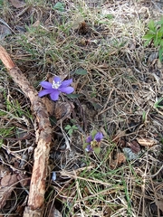 Hepatica nobilis