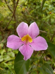 Bignonia aequinoctialis