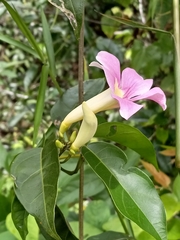 Bignonia aequinoctialis
