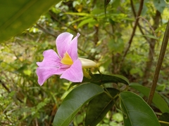 Bignonia aequinoctialis