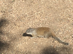 Poliocitellus franklinii