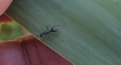 Camponotus micans