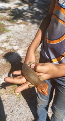 Plestiodon laticeps image