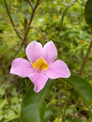 Bignonia aequinoctialis