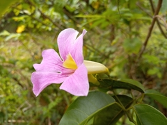 Bignonia aequinoctialis