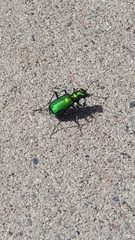 Cicindela denikei