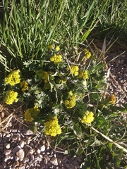 Lomatium minimum