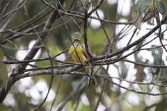 Myiozetetes cayanensis hellmayri