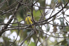 Myiozetetes cayanensis hellmayri