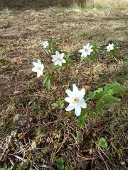 Anemonoides nemorosa