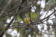 Myiozetetes cayanensis hellmayri