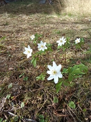 Anemonoides nemorosa