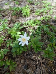 Anemonoides nemorosa