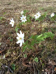 Anemonoides nemorosa